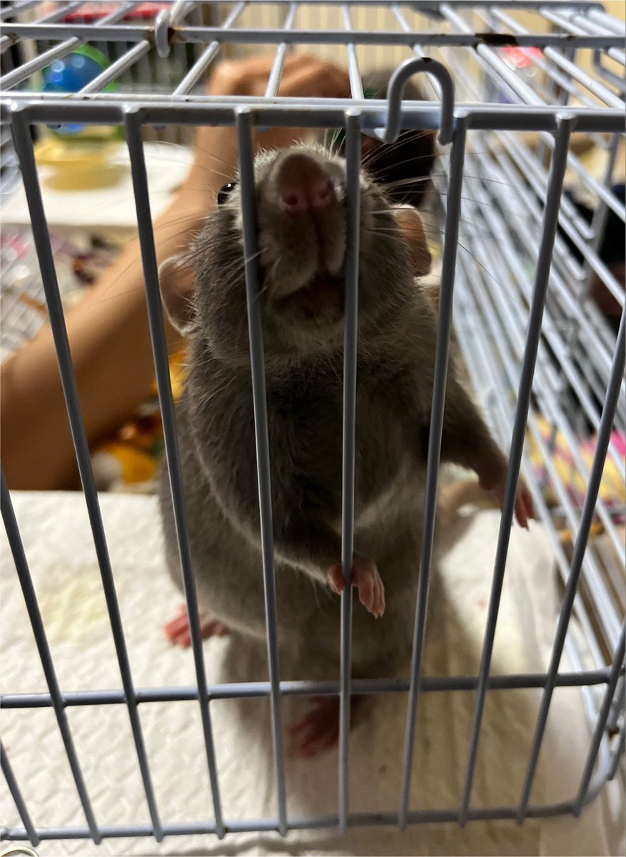 murakamine_zumi's tweet photo. おもしれーねずみ…🐭 https://t.co/EkdV6pbu8l
