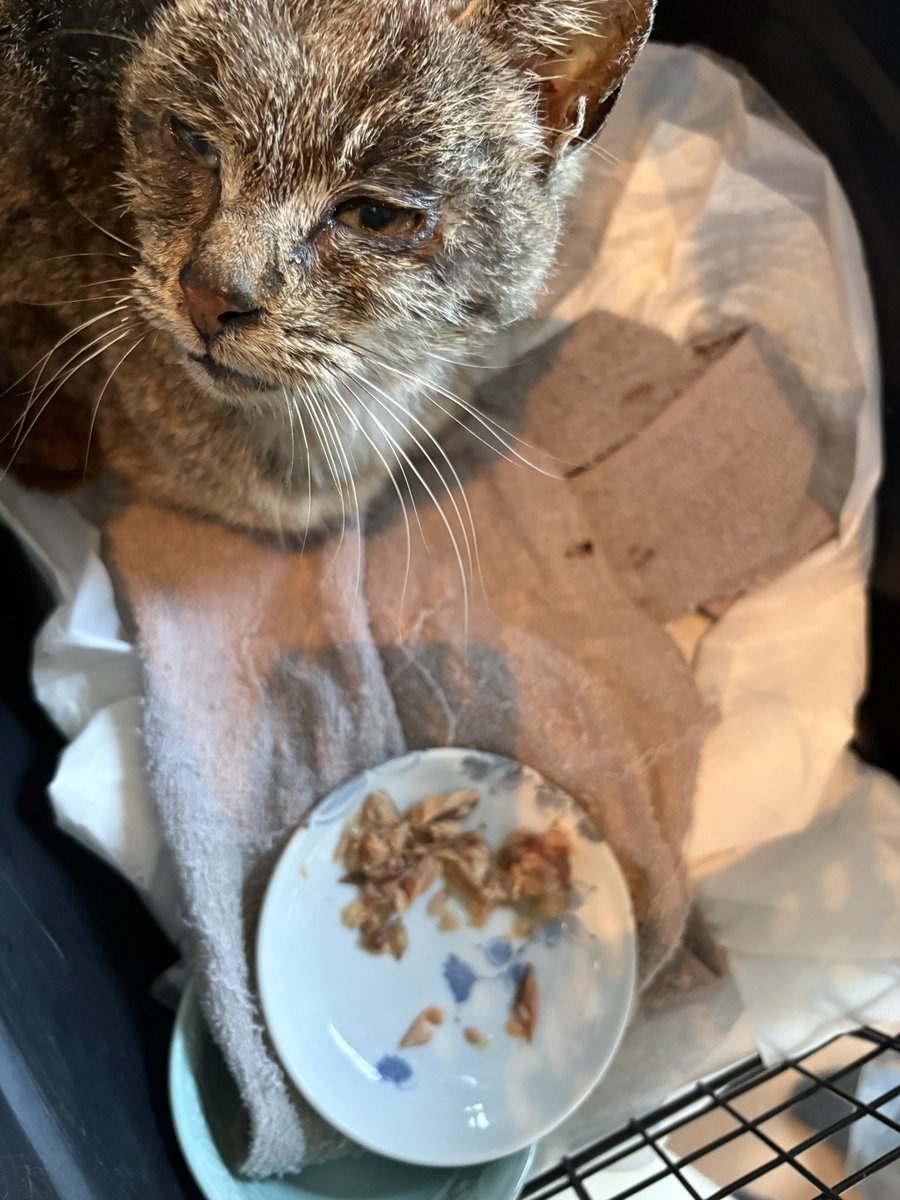 pIUTZLpK2sMuBA4's tweet photo. 緊急　トラネコくん

釧路市鳥取北9付近のお客様の自宅の玄関前でかなり衰弱した猫が倒れていたそうです。耳カットされていますが金玉ちゃんが小さくあります。猫風邪もひいて目やにが酷く応急処置。

キジ猫　歯がない　
トラネコくんの情報求む🙇

#釧路　#キジ猫　#情報下さい https://t.co/2N9EqFGZY0