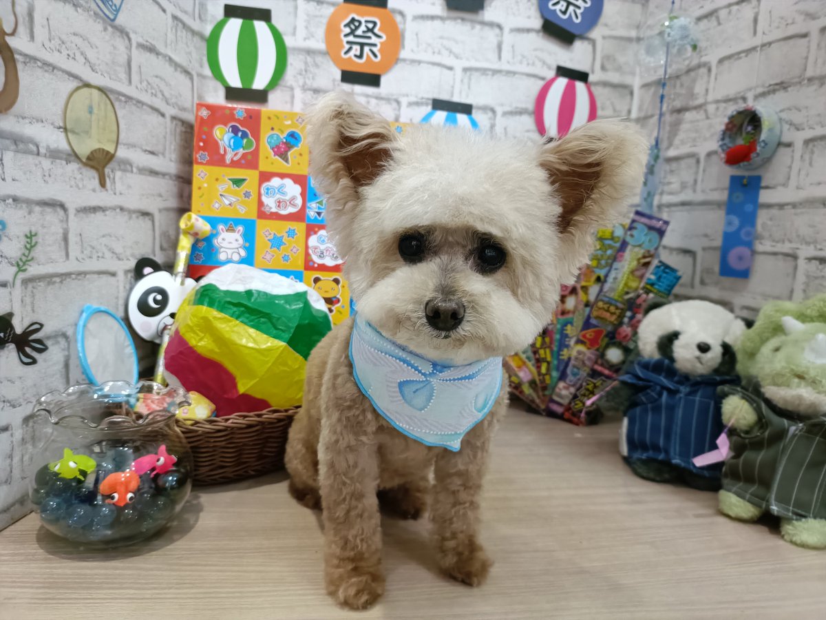 rumu_ta's tweet photo. わんちゃんの紹介🐶
プードルのショコラちゃん(^^)

整える程度にカットしました✂
人懐っこくて元気です☺

またお待ちしてます('ω')ノ
＃トリミングサロン　＃プードル　＃小田原市　＃南足柄市　＃ルムータ https://t.co/fLPIcaXjMM