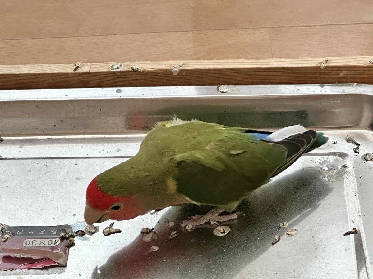 torinosimobe's tweet photo. 文鳥の抜けた羽を手に入れて腰に差してた https://t.co/zq1Oi3YbYS