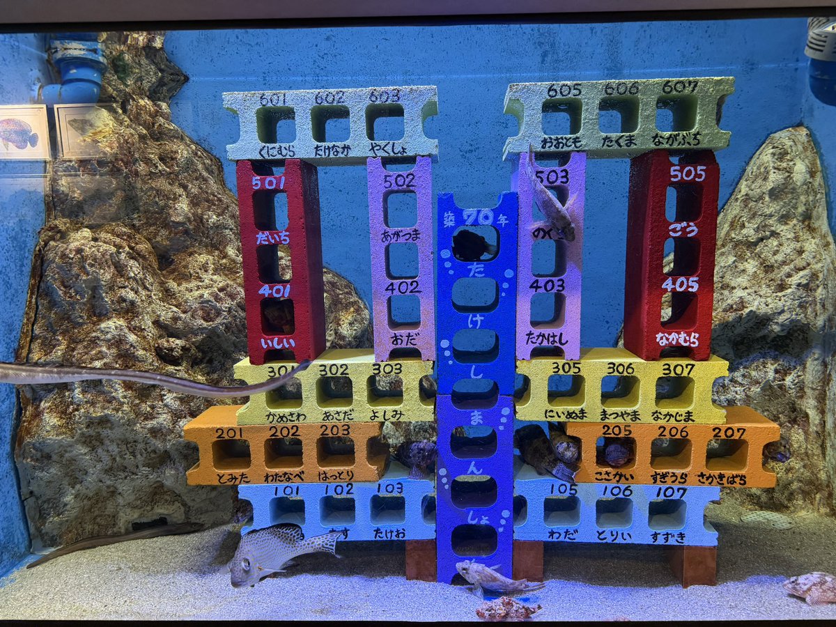 pompom_mu's tweet photo. たけしまんしょん！竹島水族館たのしかった😊水族館だいすき！たまごっちがどうしても、ぐそくっちになっちゃうんだけど、実物みたら可愛くみえるかなと思ったけどならなかった🫨 https://t.co/urL2Vmas9k