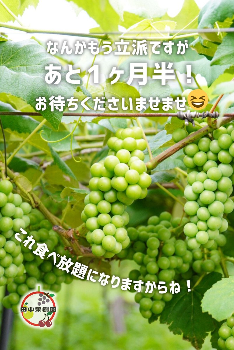 tanakakajyuen's tweet photo. ぶどう食べ放題開始までまであと…１ヶ月半！🍇
田中果樹園のぶどうは粒もぎで食べ放題です✨
全国的にも粒もぎでの食べ放題は珍しいんだとか…！お子さまも自分のペースで食べられると大好評です😊
秋の行楽に是非組み込んじゃってくださいね！
#ぶどう
#札幌 https://t.co/eAy6Bf9O3k