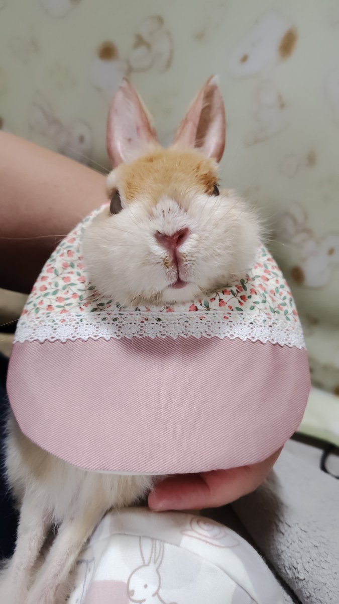gentle92429's tweet photo. 💖うさぎ用スタイをリピートしました！裏面がおねしょシーツでできているので、水分が胸に染みなくとても助かります。

ウサギ工作部@usakou_jp
チビ太のママ太さんのスタイ
(@piccolocibi )

いっちゃんの食事事情
誤嚥防止の為、けっこう水分量の多い流動食です。
なので、スタイが欠かせません✨ https://t.co/ZqwXvvb4EG