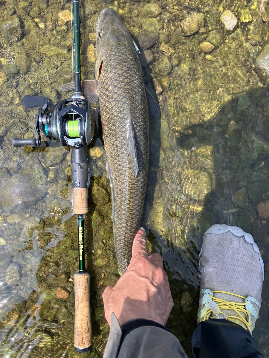 fwomb822's tweet photo. ハスがあんま釣れなかったので、ポイントを変えてコイチャレンジ
火曜はチェックしきれなかったけど魚のコンディションエグかった
長さの割に太くてサイズの割にパワーがあってナメて強引にやり取りしたら痛恨のラインブレイク😓
#サビア
#インクス
#IRCT https://t.co/IdsNSuQTuY
