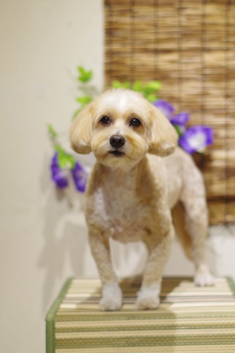 1Dogspace's tweet photo. シャンプーカットコースでご来店のMIX君 
次回のご予約ありがとうございます  

★只今 8月、9月のご予約受付中★  

DogSpace#1 
大田区大森北4-12-22 
03-6404-6480  

#トリミングサロン JR大森駅 #犬 https://t.co/TThnDDRxPj