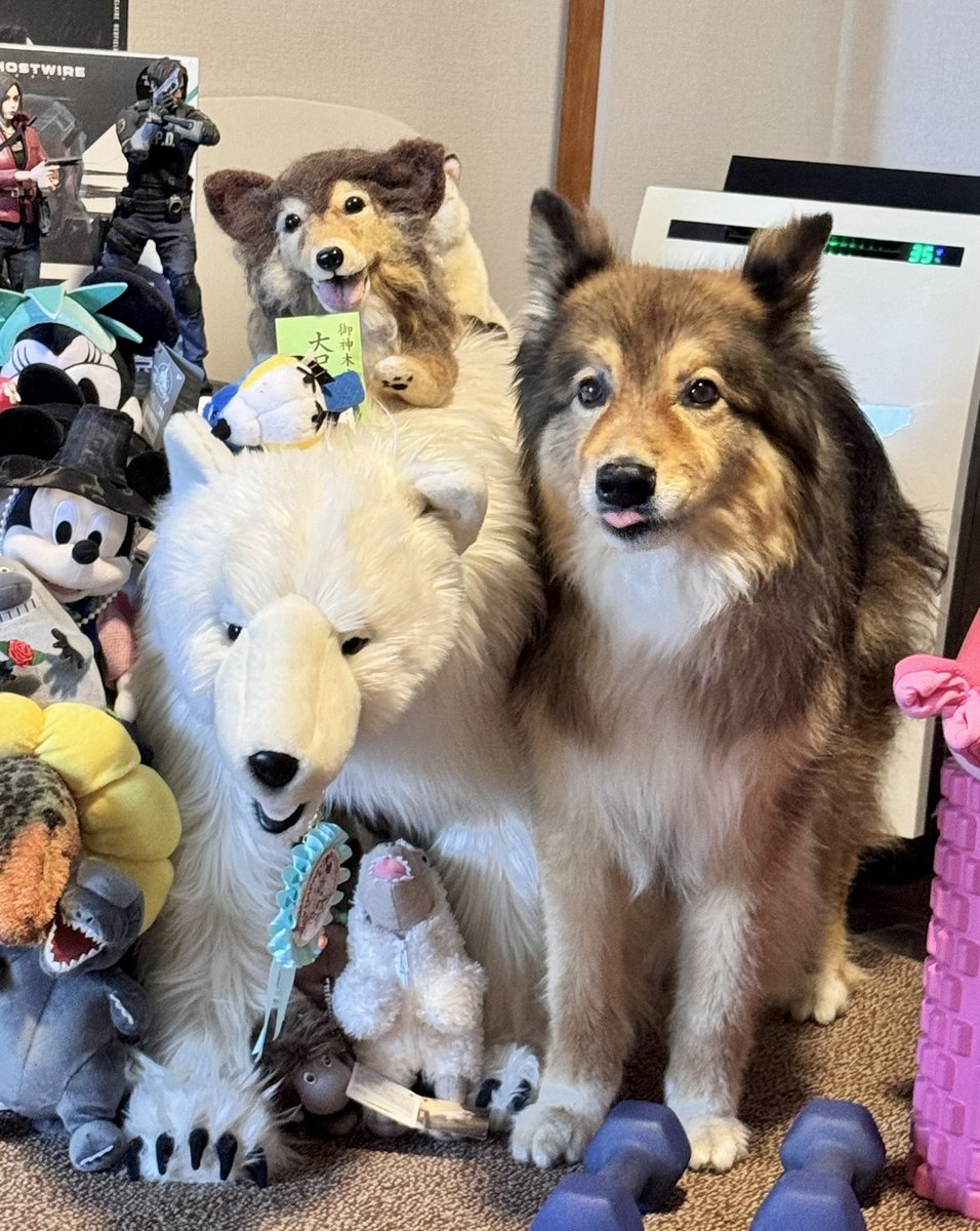 okomeumaiumai's tweet photo. 犬がぬいぐるみに擬態し始めたので多分雷が近づいている(人間には聞こえない) https://t.co/v8H7Dth4IP