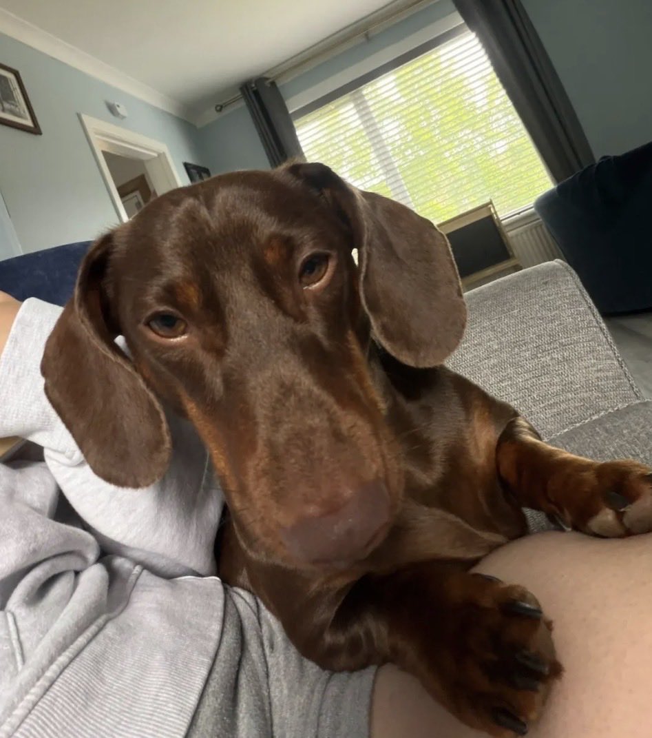 H2RScotland's tweet photo. Frank is a lovely 3 year old male Dachshund. He is available and looking for a new home through no fault of his own. 
He is very much loved and cared for however due to a change in his owners life, it means he needs a new home. 
Frank is great with other dogs and children. He is also chipped and healthy with no medical issues. 
He would suit someone who is looking for a companion or a family looking to welcome a dog into their life. 
Frank eats kibble and has a pouch of meat and gravy dog food once a day. 
He sleeps in his own bed at night and sleeps from around 8pm until his owners get up in the morning. 
Frank walks well on the lead but can pull. He loves treats and tends to only get natural ones. 
Frank sits in his basket in the car with no issues. 
He is registered at the vets and also up to date with vaccinations. 
He loves running off the lead. 
For more information or to offer Frank a new home please email info@help2rehome.com