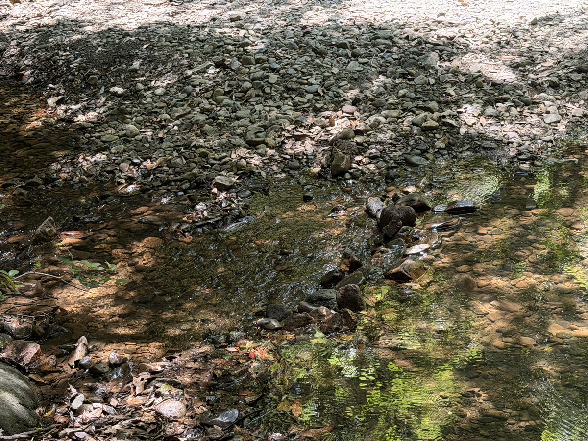 rezemachine_jun's tweet photo. 鹿児島の夏の風物詩、そうめん流し。
初の慈眼寺公園、堪能してきました✨️。 https://t.co/1o7jdZLnYA