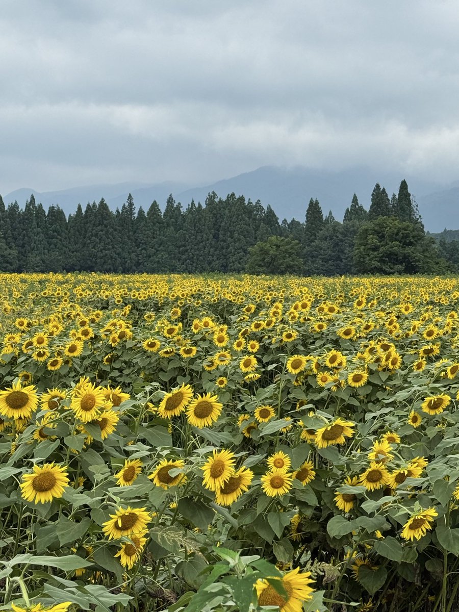 AAy8412kr's tweet photo. 天気は良くないけど今年も安定の津南のひまわり🌻 https://t.co/dTZNDCTvIn