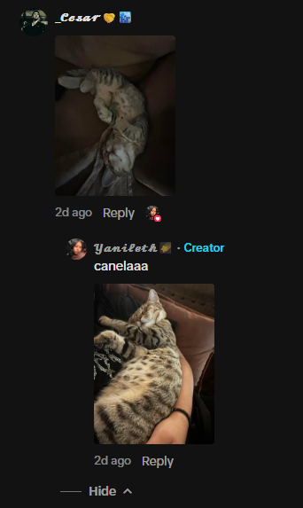 Den_O1_'s tweet photo. I DONT UNDERSTAND HOW THIS HAS NOT BONDED!

This cat named Canela has a giga viral tiktok of her getting thrown up and down with 22.4 MILLION LIKES and 130 MILLION VIEWS in ONLY 1 WEEK

Unfortunately Canela passed away a few months prior, indicated by the caption of the video...  

The owner remembered her as a dinosaur 🦖 as seen in the screenshot below (you can find it in the comments if you scroll for 1 sec) so I'll be honoring that and putting her in a dino costume and a halo.  

All proofs below of name etc.: