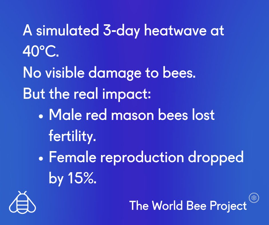 worldbeeproject's tweet photo. This study highlights something critical:
Wild bee populations are far more sensitive to extreme weather than previously understood.

And considering that wild bees are effective pollinators, this isn’t just an environmental issue; it’s an agricultural one.

Climate change, combined with habitat loss, pesticides, and disease, is compounding pressure on already fragile populations.

#ClimateCrisis #WildBees #FoodSecurity