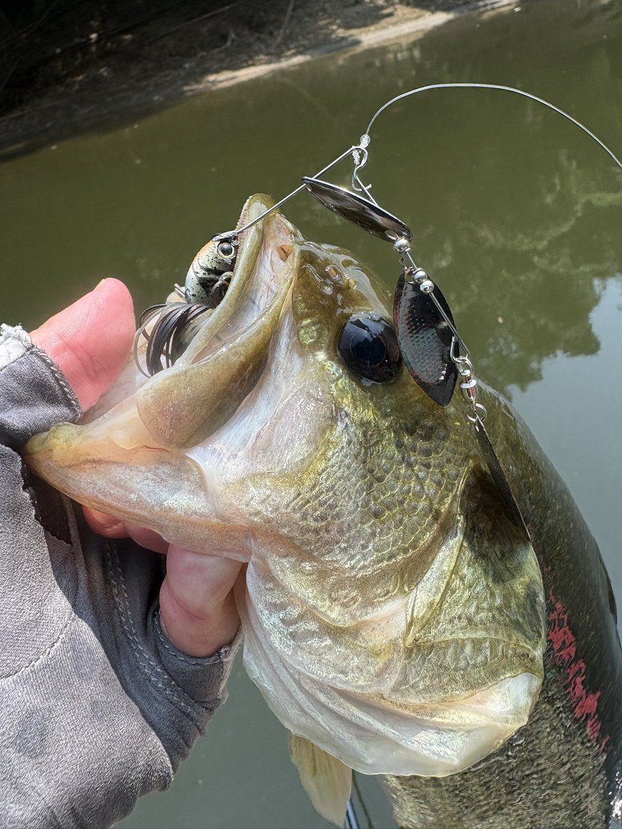 ryohei54285516's tweet photo. 土曜日高滝🎣
暑いので🥵休み休み楽しみました🫡
バス見つけて慌ててリグり直してキャッチしたバス🤣
ビーブルスピナベサイトでキャッチ🤟
全体的に沢山釣れて満足でした!
最後に見つけた釣りがちょっとスペシャル感があったのでまた試してみます🤭!
#bottomup
#woodenlab
#PR https://t.co/3BCFzRp5JC