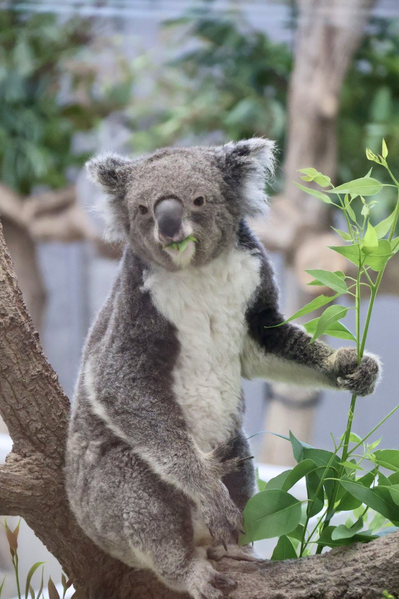 w31x_'s tweet photo. 最後起きてくれて珍しい位置で食べてました🐨🌿
3日間可愛い姿見せてくれてありがとう🥹💞
ナギ姫大好きだよ❣️

260802📷

#イングランドの丘 #コアラ #ナギ https://t.co/ollcZlnBUk