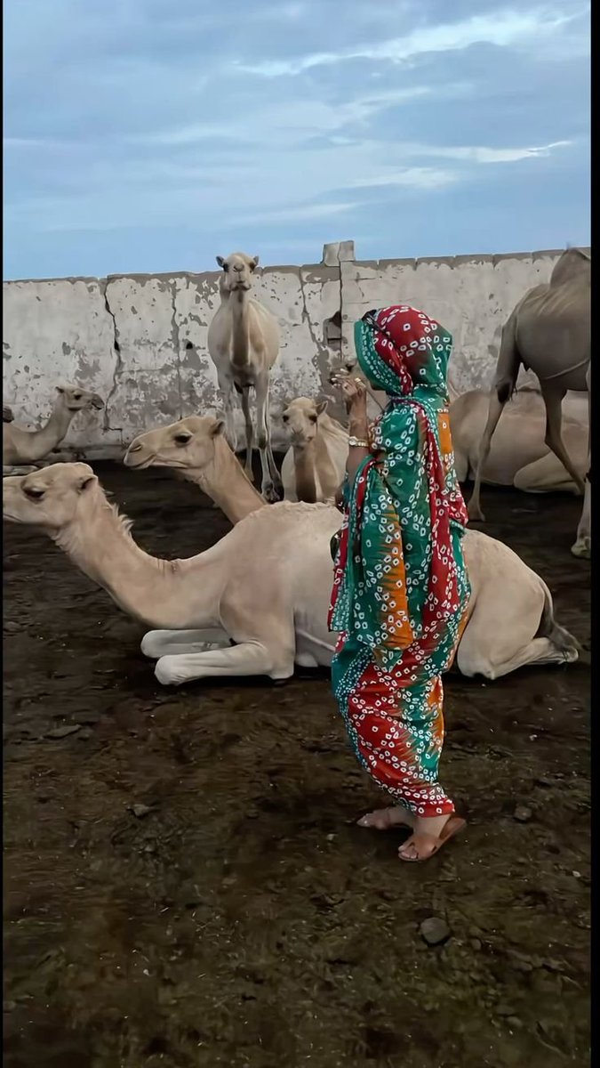 dnskska40031's tweet photo. الخريف الموريتاني... جمال الطبيعة وأصالة البادية في صورة واحدة. 🇲🇷🍂 https://t.co/ctnzzhZxxU
