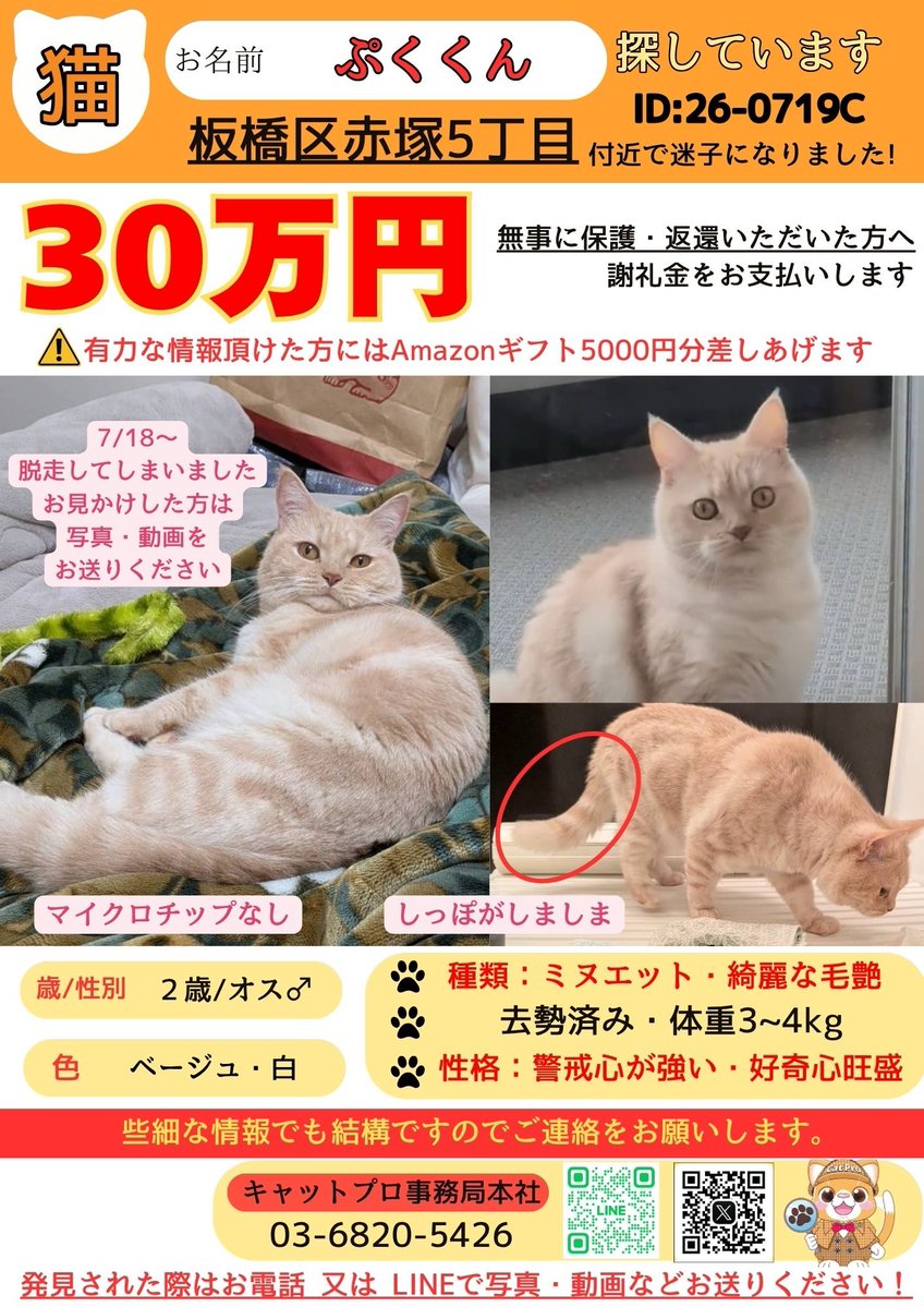 catpro222's tweet photo. 【📢拡散希望】 
🐾東京都 板橋区赤塚
7/18〜 ぷくくんが迷子になっています
🐾性別：男の子（去勢済み） 
🐾年齢：2歳
🐾体重：3〜4kg 
🐾ミヌエット・しっぽがしましま
🐾性格：警戒心が強い・好奇心旺盛
お見かけされた際は、些細な情報でも構いません。ご連絡下さい。
拡散のほど、よろしくお願いいたします
#猫捜索  #猫探し #猫探偵 #キャットプロ #東京都
#室内飼い #脱走猫 #迷い猫 #見かけたら連絡���ださい