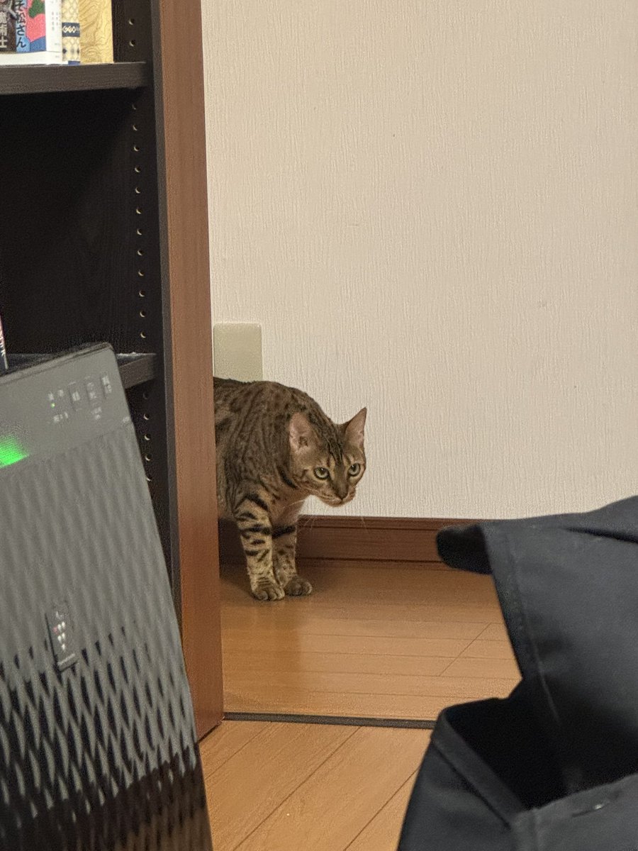 iriemon_game's tweet photo. しばらく帰省してます https://t.co/eBgFeJexdL