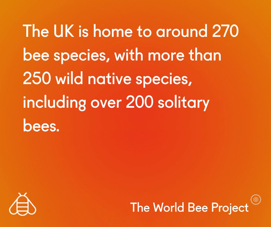 worldbeeproject's tweet photo. When we talk about bees, most of us picture honeybees in hives.
But that’s only a small part of the story.

In the UK:
🐝 270 known bee species
🐝 24 bumblebee species
🐝 200+ solitary bees

Research now shows that extreme weather conditions can reduce solitary bees' reproductive success, threatening future populations.

Protecting wild bees means protecting their habitats- wildflower meadows, hedgerows, woodlands, and gardens rich in nectar.