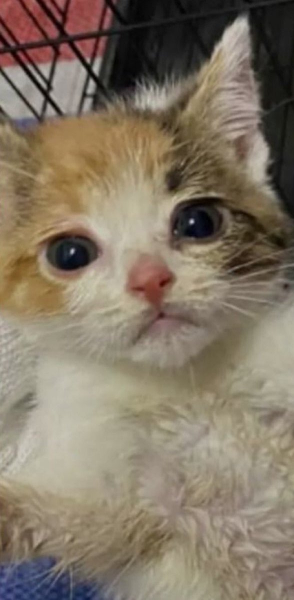 kazlovecat2024's tweet photo. #旺旺安らかに ＃みーこを忘れない
旺旺ちゃんとみーこちゃん、牛猫ちゃん達の為に続けます！ https://t.co/z041KOJcPA