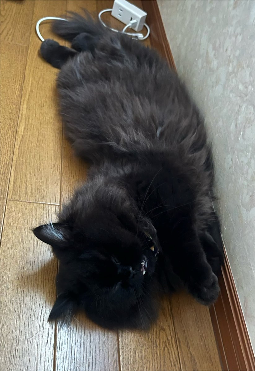 KibanekoKuromu's tweet photo. こんばんﾆｬ🌇🌃 
寝返りして熱さを逃すﾆｬ〜❄️
ｺﾞﾛｺﾞﾛ^>𐋣<^ｺﾞﾛ

 #今日のクロム #猫好きさんと繋がりたい #黒猫 #寝返り猫 https://t.co/tcejcojbq4