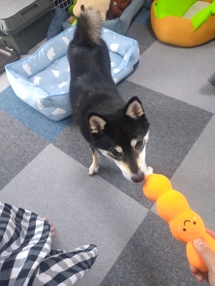 B9_moon's tweet photo. ぬいぐるみの引っ張り合いがお好き https://t.co/7s2sq0e6XW