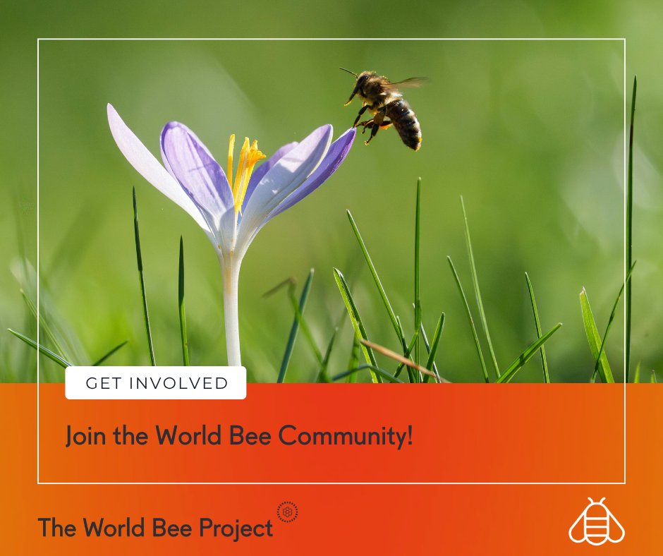 worldbeeproject's tweet photo. Protecting bees starts with one decision.
Join the World Bee Community and be part of a future where people and nature thrive together. 🐝

Join today:
https://t.co/bGDrYObGzb https://t.co/6BBdvzlYFA