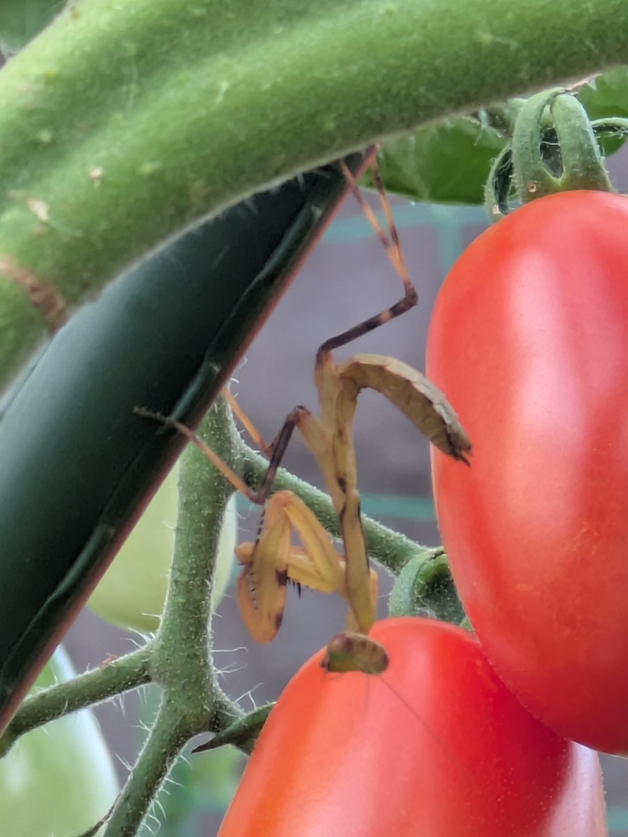 kubomail's tweet photo. ミニトマトのとこに何かの抜け殻がぶら下がってると思ったら、生きてるカマキリだった。 https://t.co/hcM5e6fUOI