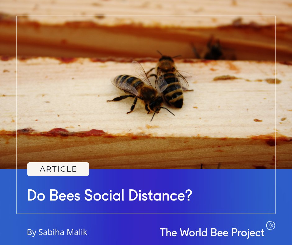 worldbeeproject's tweet photo. What if bees “social distance” too? 🐝

When faced with deadly viruses like Israeli Acute Paralysis Virus (IAPV), honey bees don’t rely on strong immune systems- they change their behaviour.

Infected bees are avoided. Fed less. Kept at a distance.

A natural form of social distancing.

But there’s a twist.

This same virus can disguise infected bees, helping them slip past hive guards and spread infection faster across colonies.

Understanding these behaviours is key to protecting them today.
🔍 Read more: https://t.co/YpRkC9nVi0

#SaveTheBees #BeeScience #Pollinators #Biodiversity