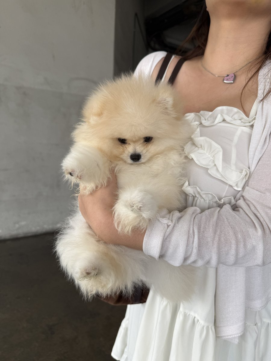 mamipokoko's tweet photo. มารับน้องใหม่ที่แอร์พอร์ต✈️
หนูหนอนบุ้ง https://t.co/Su4H44vuAO