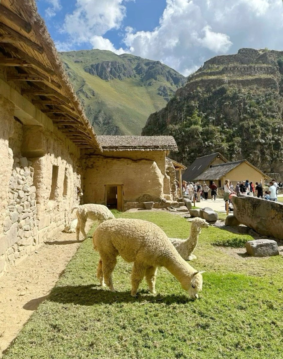 W0rld2026's tweet photo. Peru 🇵🇪 https://t.co/KiJubye5y1