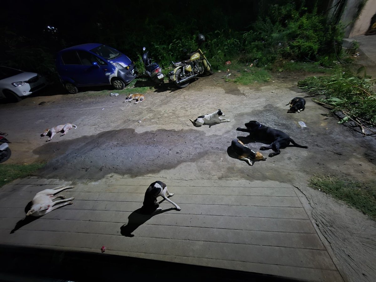 Senthil_k_r's tweet photo. #VGN #DogsOut @AVADICorp @avadi_corpn @polimernews @chennaicorp Stray dog population and cattle left on the streets are now aggressive and pose an immediate physical risk.
Hoping the Govt administration takes necessary actions before it can hurt anyone. https://t.co/XQhdv7B2qs