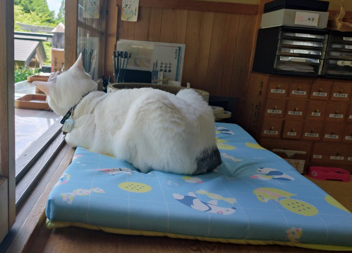 テンちゃん 本日の勤務態度 今日はかわいい敷物を頂きました
