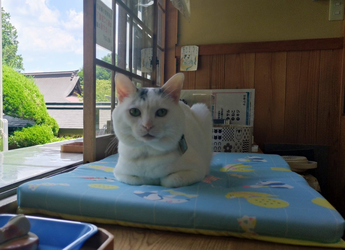 テンちゃん 本日の勤務態度 今日はかわいい敷物を頂きました