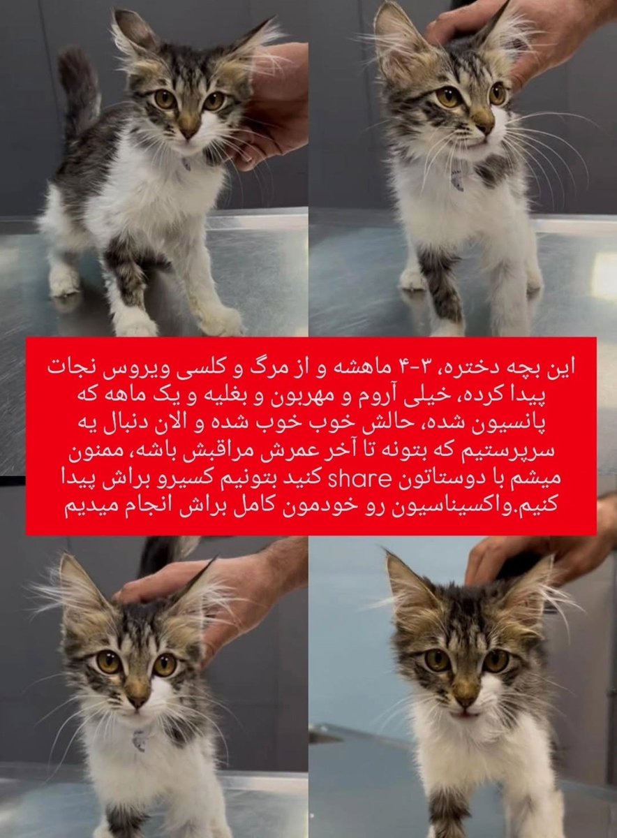 ziba_ki's tweet photo. عزیزانم ممنون میشم ریتوییت کنید این‌بچه ۱ ماه خیلی سختی رو گذرونده 
🤍 https://t.co/KXJgFusn9Y