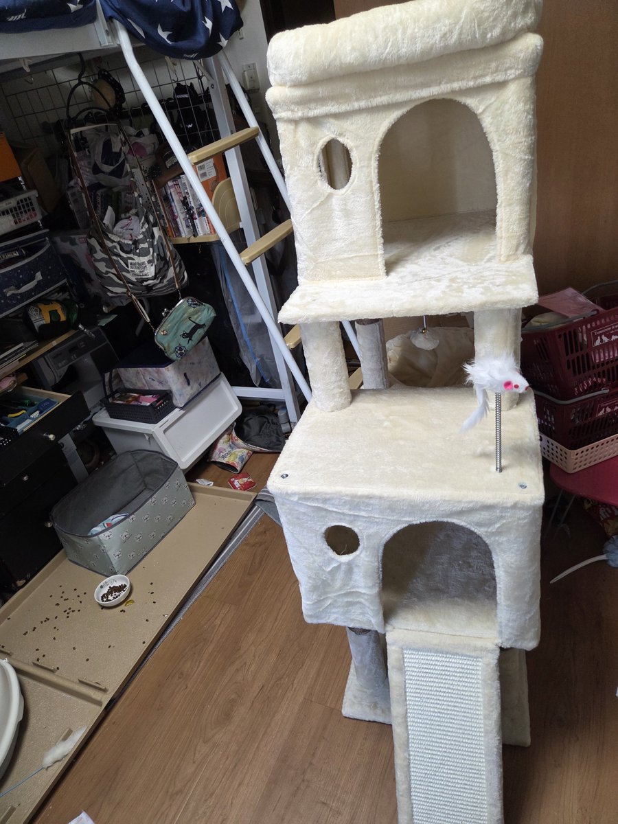 com36114706's tweet photo. 足の悪いこの為に低くて部屋が多いキャットタワーを注文したのだが🙃
…想像よりデカかったなw

だが、なお良し😉✨️

そして、なぜ猫って作成の邪魔をするんだ💦
#猫
#キャットタワー https://t.co/rBnwdIgXWt