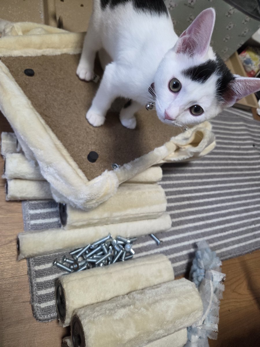 com36114706's tweet photo. 足の悪いこの為に低くて部屋が多いキャットタワーを注文したのだが🙃
…想像よりデカかったなw

だが、なお良し😉✨️

そして、なぜ猫って作成の邪魔をするんだ💦
#猫
#キャットタワー https://t.co/rBnwdIgXWt