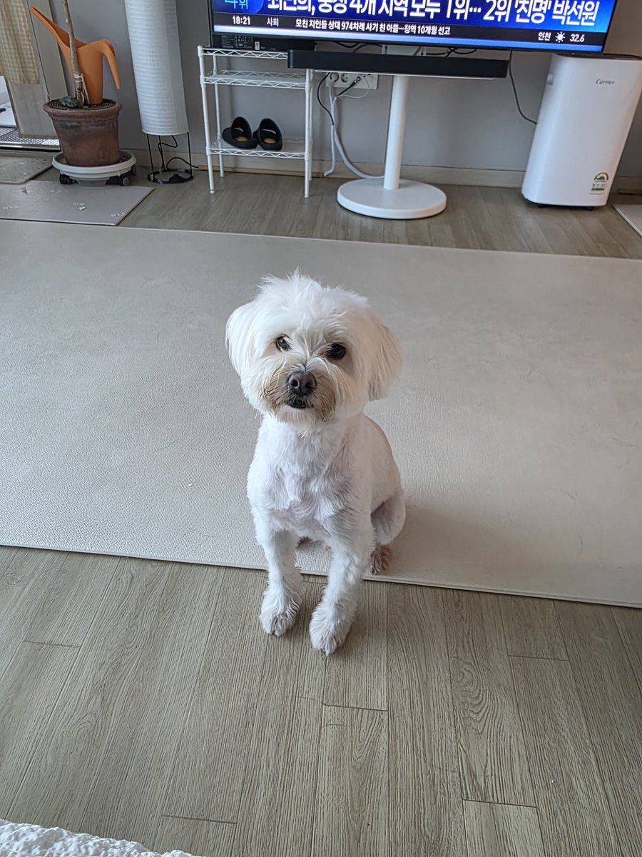 cyberzle's tweet photo. 장난감 내놓으라고 시위 https://t.co/uJdHvBi22B