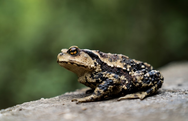 Bob394791479421's tweet photo. Accused 16th century witch Joan Upney was said to keep a collection of toads.  These amphibians were not just pets, they were familiars that she'd send to "pinch" and drain the life from inconvenient humans!
#FolkloreSunday
More familiars at https://t.co/dRMEkAJ4V2 https://t.co/3LdqhNAcaE