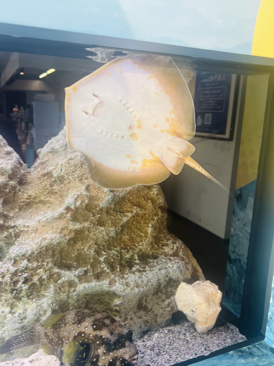 L_tak_L's tweet photo. ♡新江ノ島水族館さま♡

１つ目がアカエイさん水槽で早くも目的を達成してしまった…(この大きさを求めていた！)
でもおなか怪我(?)してるの大丈夫かな？🥺

お土産もグッズもガチャもちゃんとアカエイさんあって感動した…！！！
(前に通販したマグカップも愛用している)

しかも https://t.co/GA9zf0vjNh