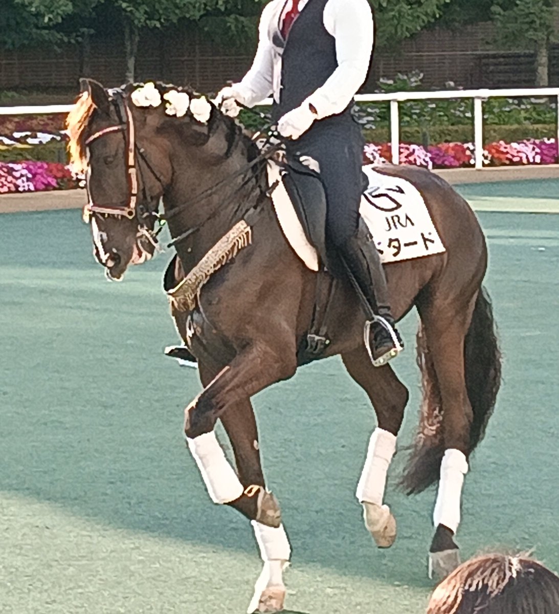36sen36's tweet photo. ドダード🏇
足踏みしながら進まないステップ
柔らかい脚素晴らしいホースショーです。
#ホースショー
#札幌競馬場
#ドダード🏇 https://t.co/GfaHrucK8Q