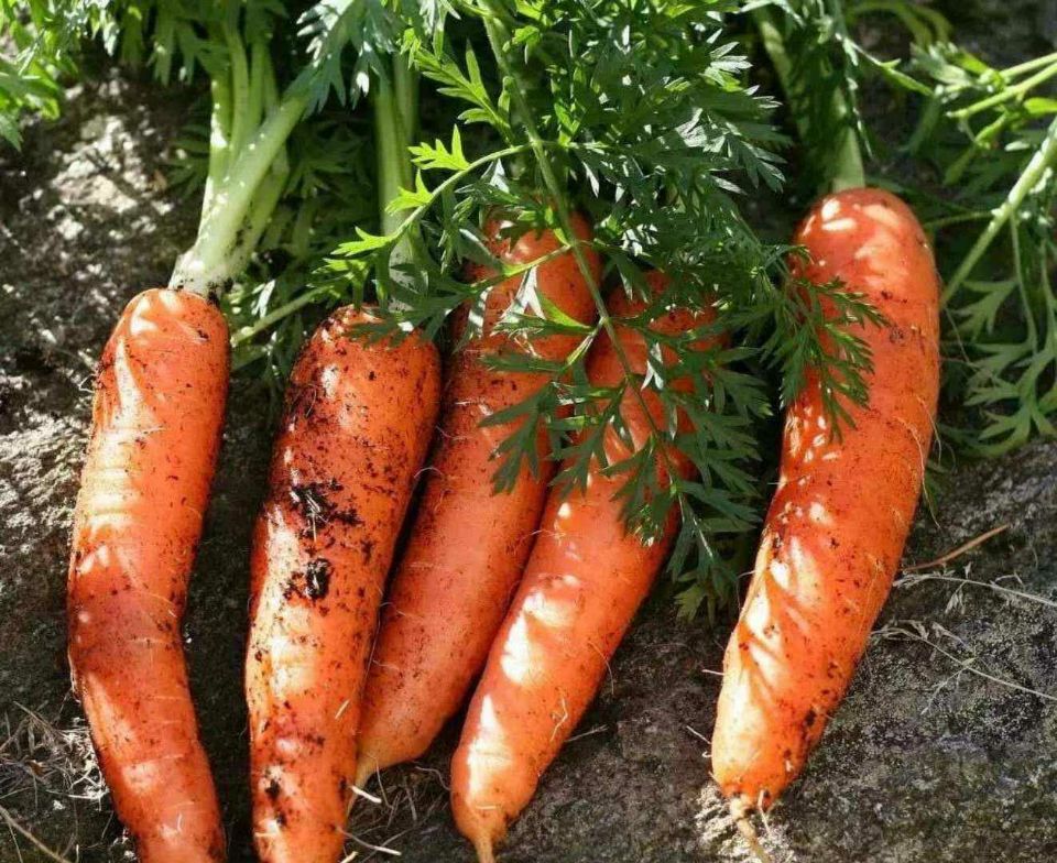 ThadTrebesch's tweet photo. Just wrapped a chill evening grind in my cozy indie farming game—harvested golden carrots, petted my fluffy cow, and beat the small cave slime! Such perfect laid-back vibes ， https://t.co/lU2DnL6jUT