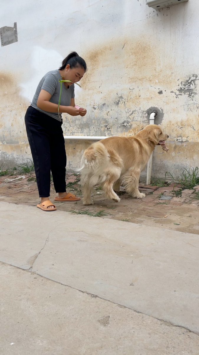 AugustaMurayama's tweet photo. Nothing beats coming home to a wagging tail and warm purr—pets make every ordinary day feel like a gift. https://t.co/CavaZ3ZT54