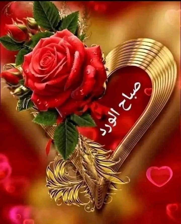 RadwanHamz77355's tweet photo. @GwSWt7POqm8J2mu https://t.co/3NpJRl1nDE