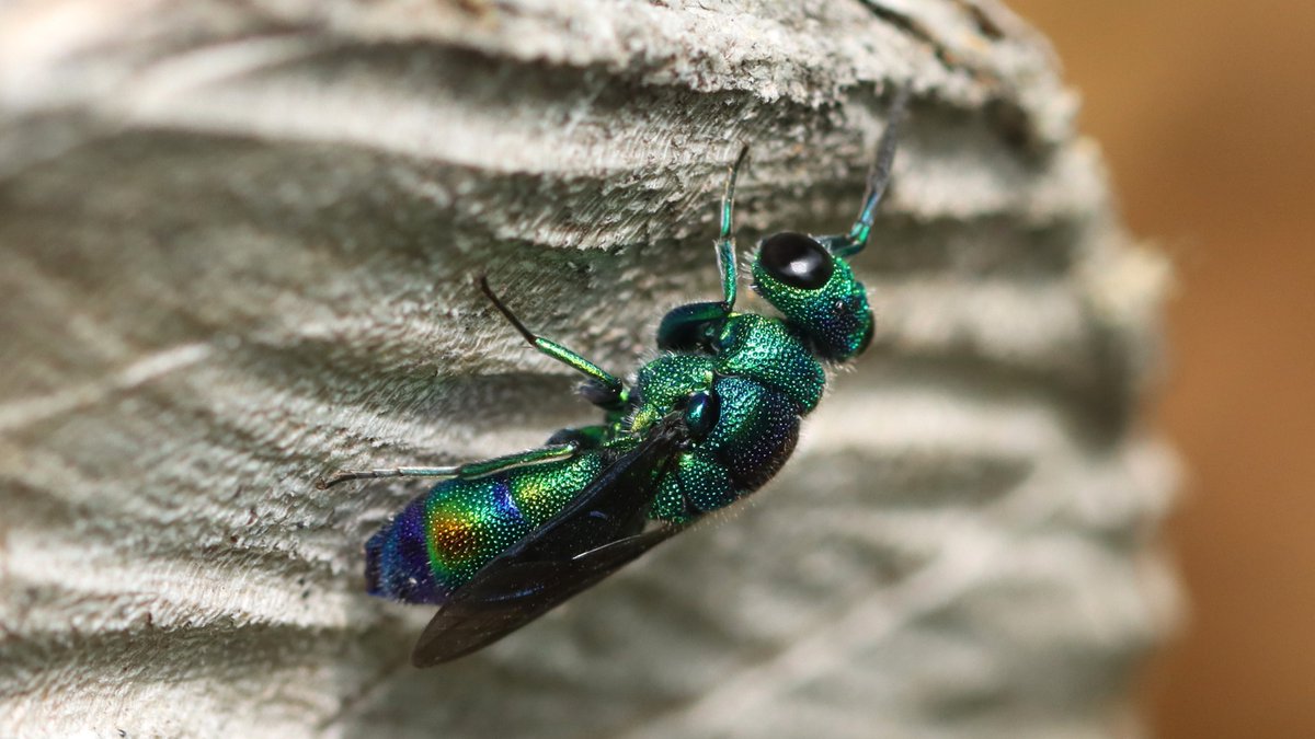 insects_birds's tweet photo. ミドリセイボウ, Trichrysis lusca #insects #bugd #CuckooWasps #昆虫 #ハチ #蜂 #セイボウ #青蜂 https://t.co/7oyIdcJRIq