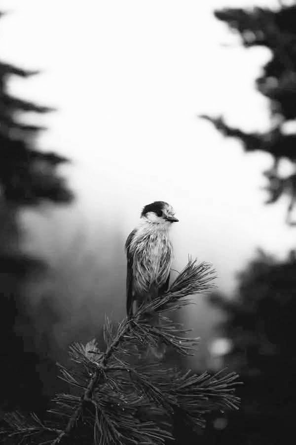 SajjadAli3172's tweet photo. میں کبھی نہیں چاہتا تھا کہ میری طلب کی جائے. لیکن یا خدا! میں بس خواہش کرتا تھا کہ کوئی دیر تک وہاں رکا رہے اور یہ دیکھتا رہے کہ کیا میں جا چکا ہوں؟ https://t.co/A7RsZxVkNh