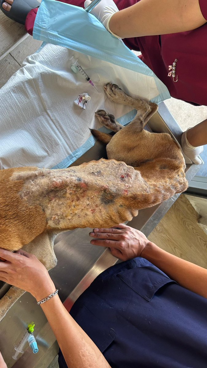 NiallHarbison's tweet photo. Rocky the day he came in and was hours from death.

Let’s see what he’s up to today for his Sunday… (1/5) https://t.co/sdJXy99NSv