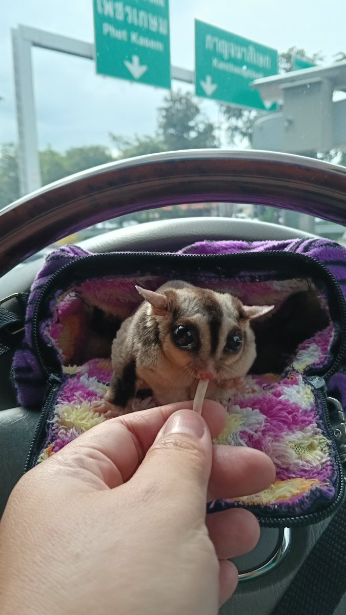 Jim_JC49's tweet photo. 🧸Haru พาไปเที่ยวตลาด พร้อมกระเป๋าคู่ใจ 😁
#sugarglider #love #socute https://t.co/L1H22i30JP