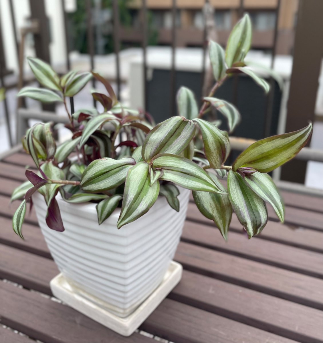 tnr_stamp's tweet photo. 植替え完了🪴✨
#トラデスカンチア
#EverGreen
#HaveaNiceWeekend https://t.co/aZPlTLvzh7