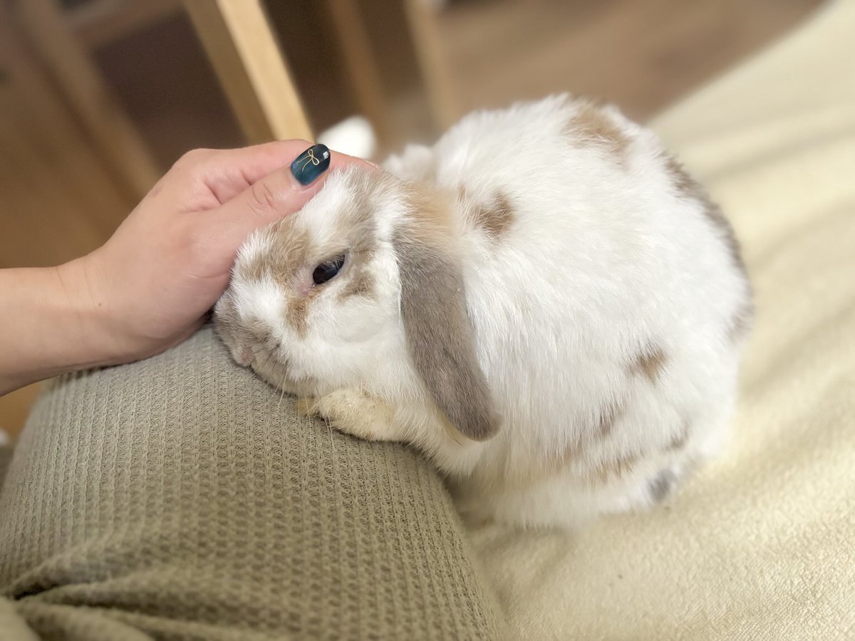 lifegodrabbi2's tweet photo. あかちゃん https://t.co/RaBUyrP29r