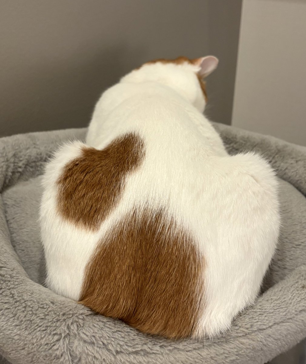 MT_D_TK's tweet photo. これは何かと思ったら
猫のおしりでした https://t.co/2kaOsjxTzo