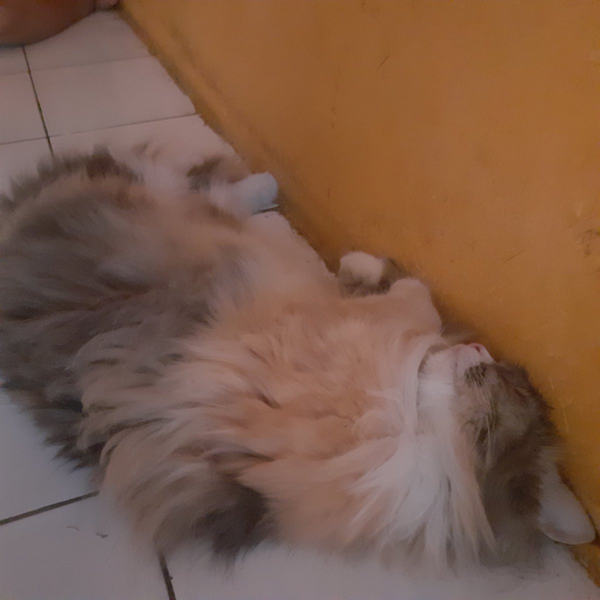 kchciee's tweet photo. Musim panas bgtt kek gni kasian anak gondrongku kepanasan, maaf ya babunya gapunya ac dirumahh😥😥
#cat #catlovers https://t.co/G2e8SgPBG1